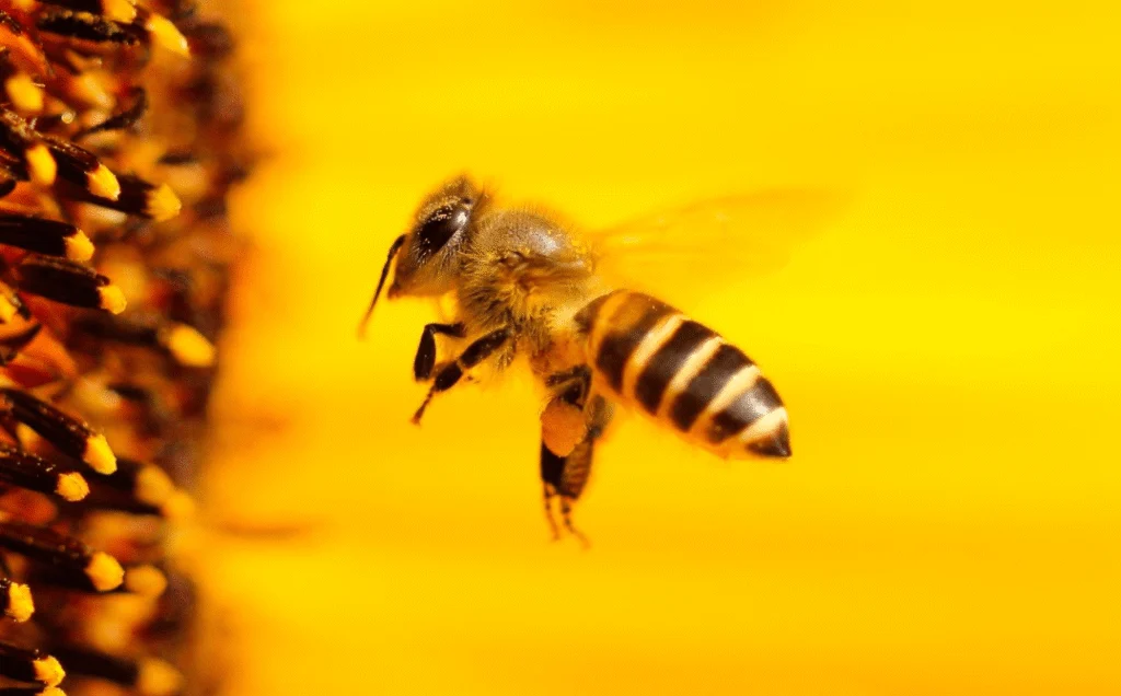 Ce que l&rsquo;Église peut apprendre des abeilles